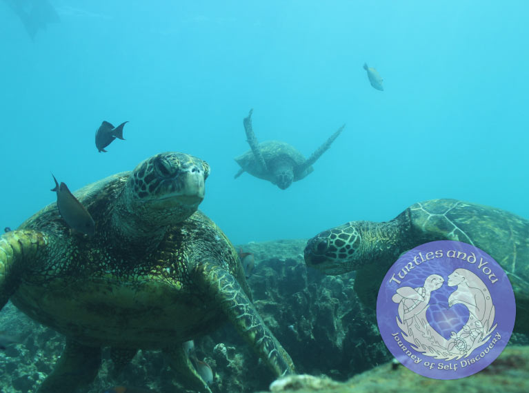 Oahu’s Turtle Canyon in Waikiki