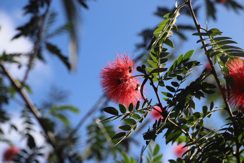 5,000 documented types of tropical plants