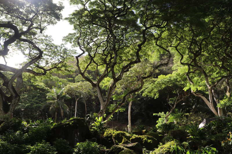 Waimea Botanical Garden