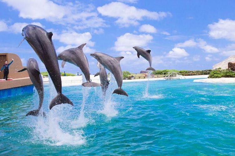 Sea Life Park Oahu - Dolphins