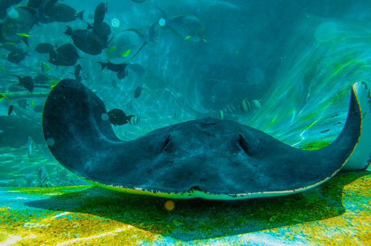 Sea Life Park Oahu - sting ray