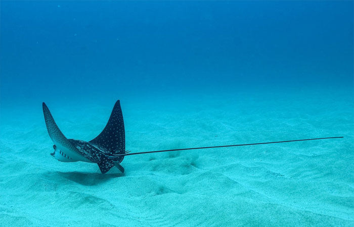 An Eagle Ray!